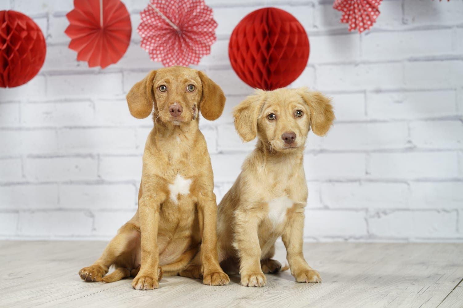 Original photo of two dogs posing